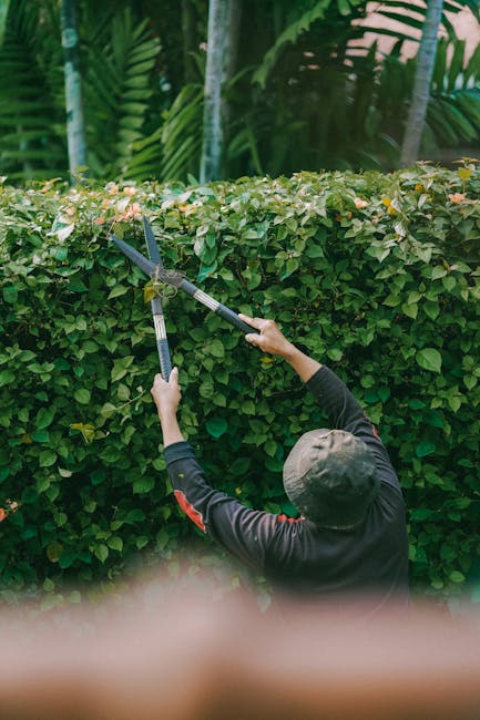 A gardener wearing a dark long-sleeved top and a wide-brimmed hat is trimming a dense, neatly clipped hedge with pruning shears, demonstrating hedge trimming as part of garden maintenance near South C