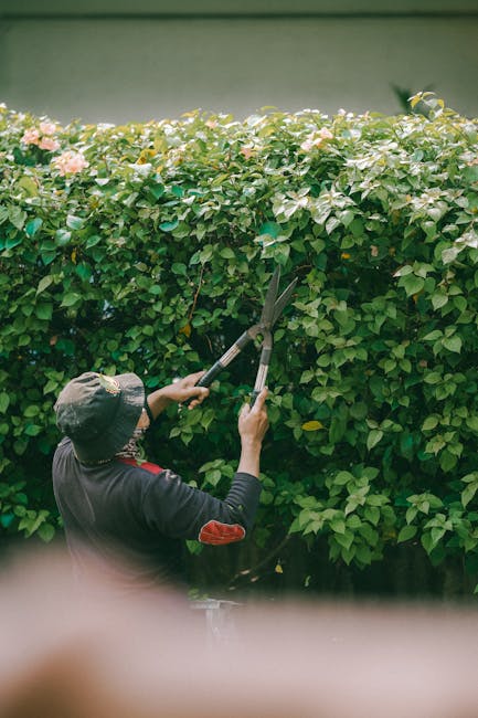 A gardener wearing a wide-brimmed hat and dark clothing is trimming dense green foliage of a hedge with long-handled pruning shears. The hedge features healthy, glossy leaves with some pink flowers vi